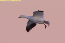 goose flying in