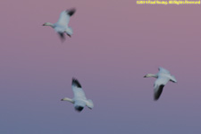 geese flying in