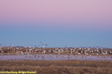 geese at sunset