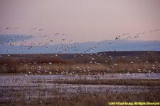 geese arriving