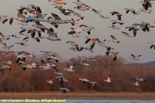 geese at sunset