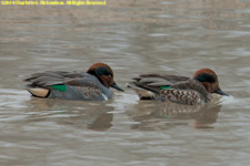 green-winged teal