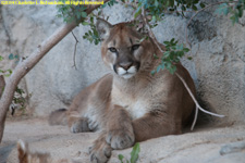 cougar