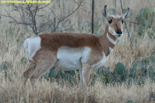 pronghorn