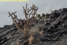 lava and cactuses