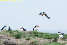 puffins