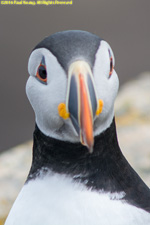 puffin face