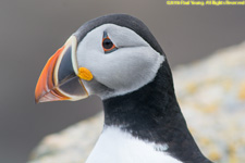 puffin closeup