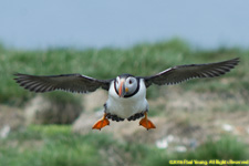 puffin in flight