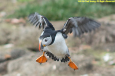 puffin landing