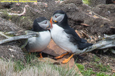 puffins at nest burrow