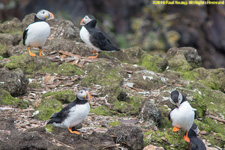 puffins