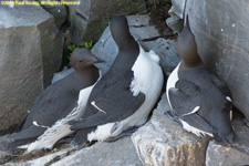 common murres