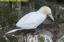 gannet