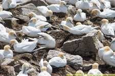 gannets