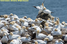 gannets