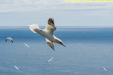 gannets in flight