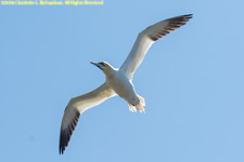 gannet in flight