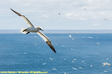 gannets in flight