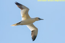 gannet in flight