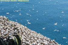 gannet colony