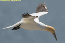 gannet in flight