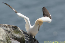 gannet