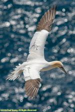 gannet in flight