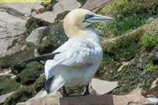 gannet