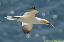 gannet in flight