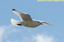 kittiwake