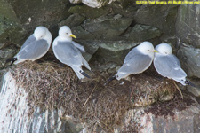 kittiwake nests