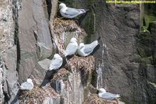 kittiwakes