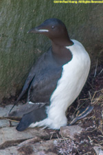 thick-billed murre