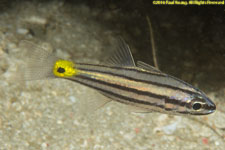 cardinalfish