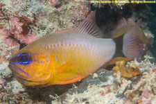 cardinalfish