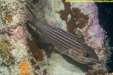 cardinalfish