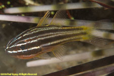 cardinalfish