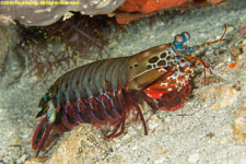 peacock mantis shrimp