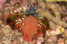 peacock mantis shrimp with eggs