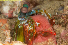 peacock mantis shrimp with eggs