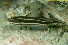 ocean catfish