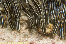 ocean catfish school