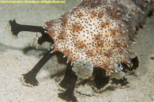 sea cucumber