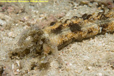 sea cucumber