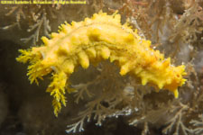 sea cucumber