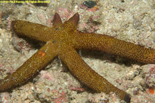 sea star