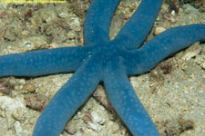 sea star