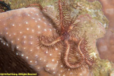 brittle star