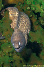 moray eel